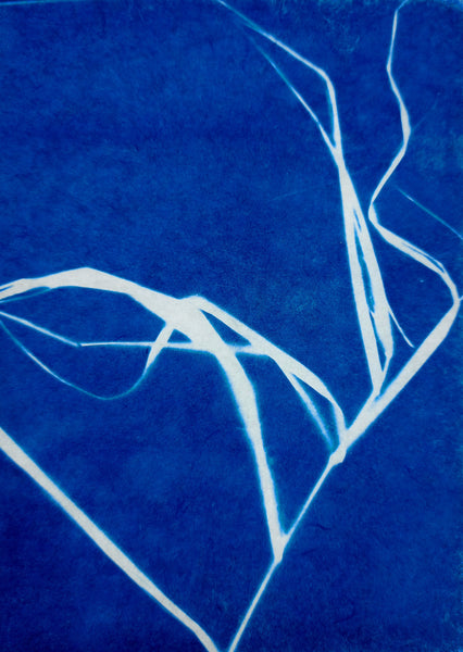 Cyanotype of Grass