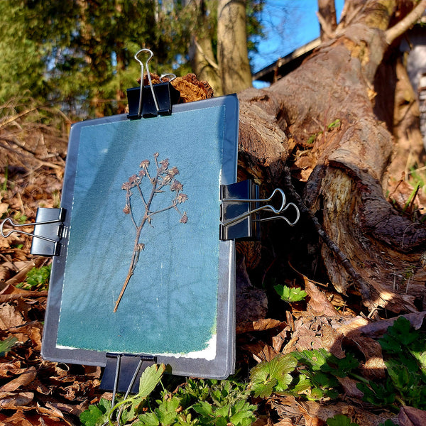 Exposing Cyanotype in Sun
