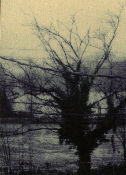 Instant Pinhole Photo - Inlet & Tree