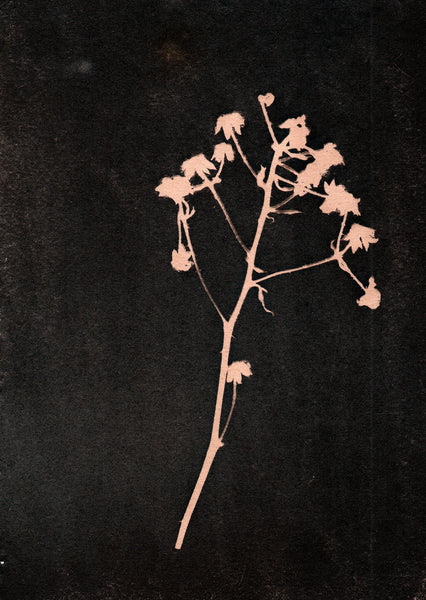 Classic Cyanotype