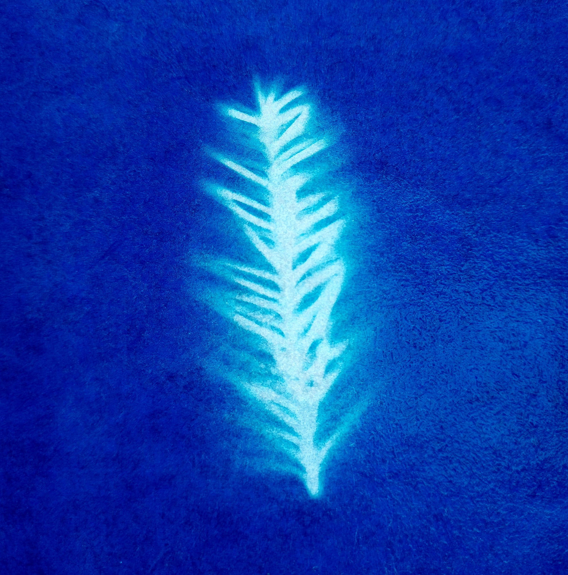 Cyanotype of Pine Needles
