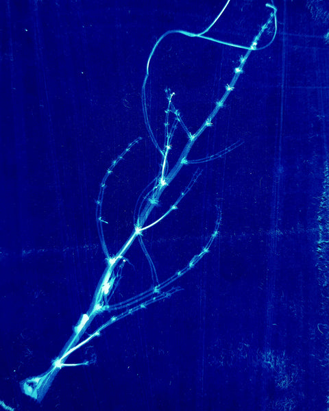 Cyanotype of Twig