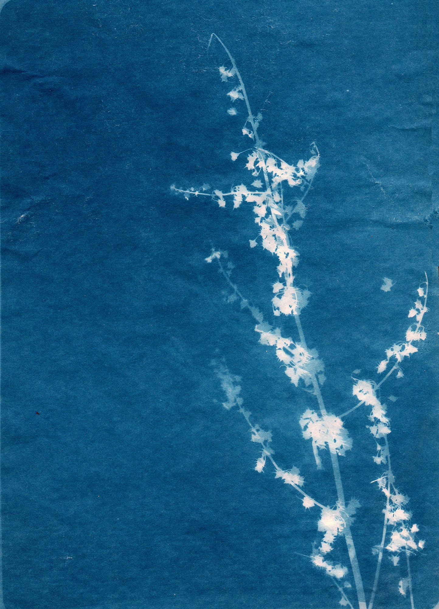 Cyanotype - Grass